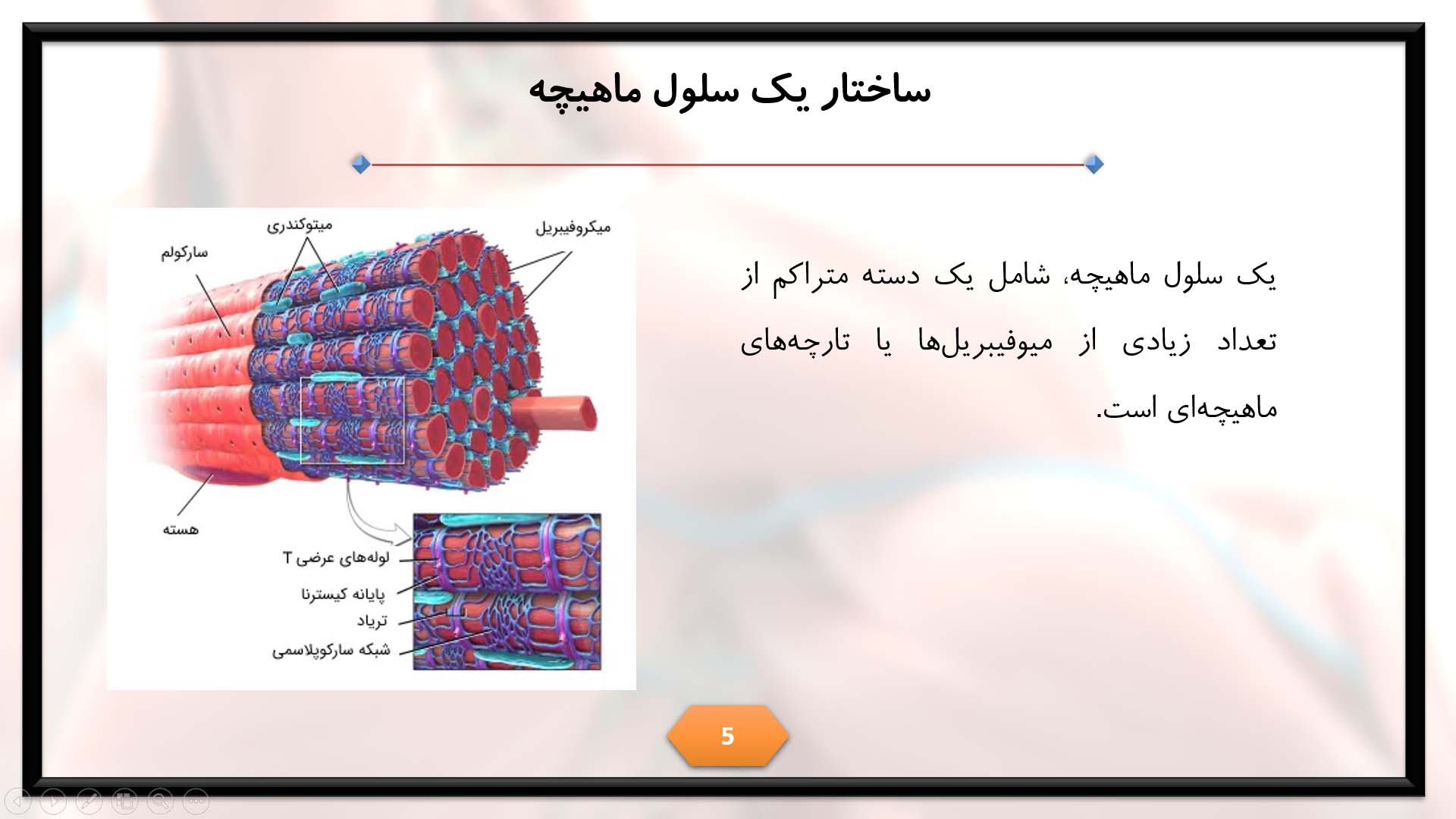 پاورپوینت در مورد ماهیچه 